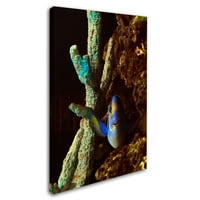 Zaštitni znak likovna umjetnost Fish in the Rocks Canvas Art by Kurt Shaffer