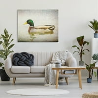 Stupell Industries Mirni Mallard Duck Bird Swimming Voda Detaljno platno zidna umjetnost, 36, dizajn Daniel Sproul